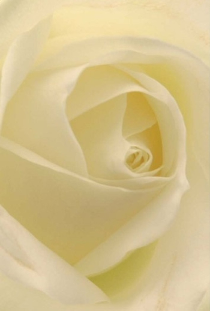 Close up, this white rose is a vision of tranquility, its layering echoing the quiet sophistication of Dartmouth Park's leafy streets after rainfall. Shades of white and soft cream melt together, giving the bloom a gentle luminosity as though lit from within by sunlight filtered through Highgate's ancient trees. The arrangement is intimate and poised, every petal enfolded in a spiral that whispers of purity and resolve. Its matte-satiny surface tempts the touch, conjuring sensations of silk and the comfort of nature's calm. For the discerning Dartmouth Park resident seeking to express a romantic gesture, heartfelt apology, or an elegant centerpiece, this flower stands as a testament to enduring beauty and resilience. The subtle interplay of shadow and hue, combined with the faint scent of freshly cut rose, bestows a sense of serene grace to any occasion-be it an early morning surprise along Dartmouth Park Avenue or a thoughtful tribute brought to St. Anne's Gardens. Each bouquet, assembled by local hands, carries a personal touch and a story-a reflection of Dartmouth Park's close-knit community spirit.
